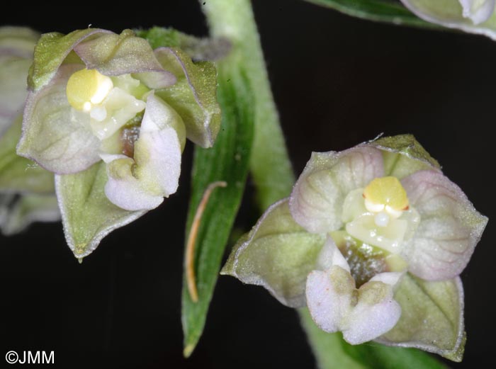 Epipactis helleborine var. castaneorum