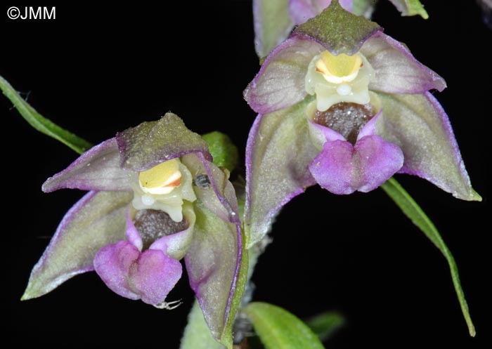 Epipactis helleborine var. castaneorum