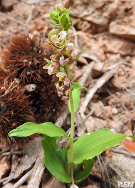 Epipactis helleborine var. castaneorum