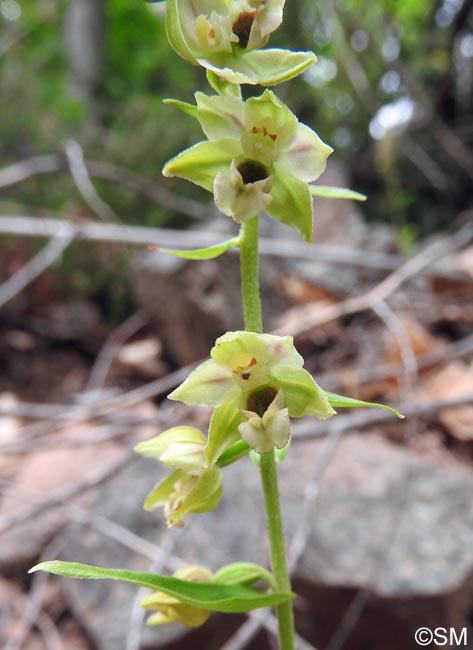 Epipactis helleborine var. castaneorum