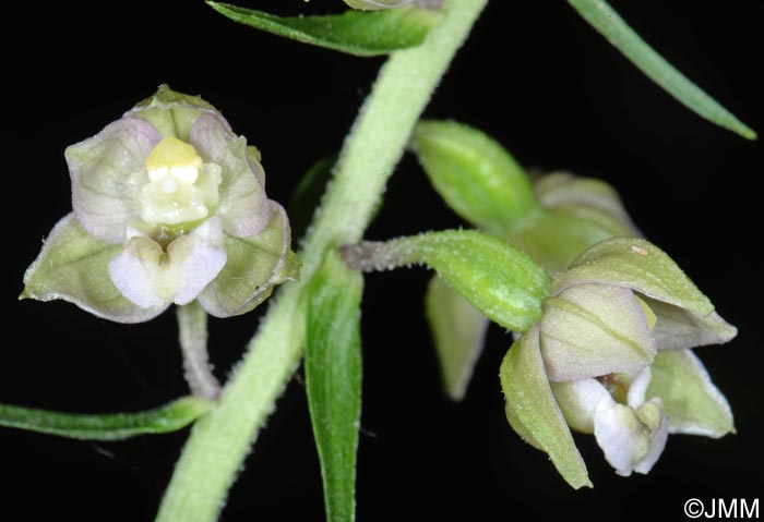 Epipactis helleborine var. castaneorum