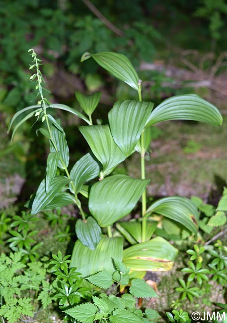 Epipactis helleborine & Veratrum album