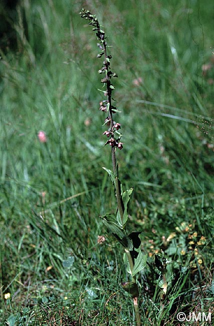 Epipactis helleborine var. orbicularis