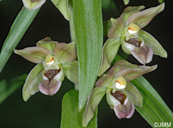 Epipactis helleborine var. orbicularis