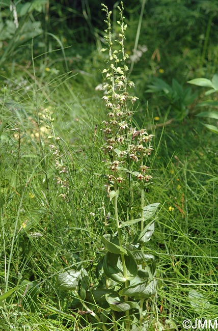 Epipactis helleborine var. orbicularis