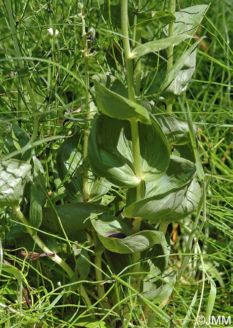 Epipactis helleborine var. orbicularis