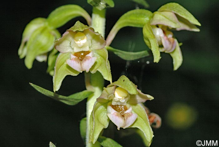 Epipactis helleborine var. orbicularis