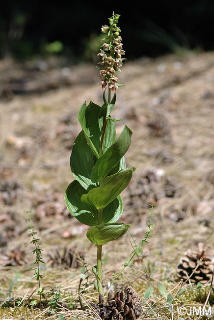 Epipactis helleborine var. orbicularis