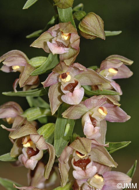 Epipactis helleborine var. orbicularis