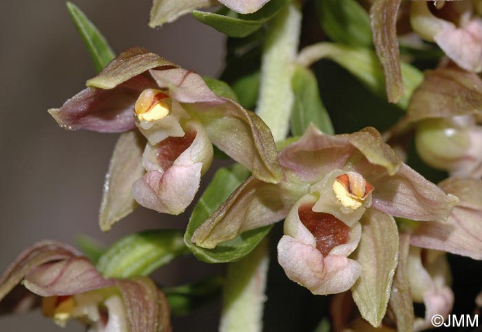 Epipactis helleborine var. orbicularis