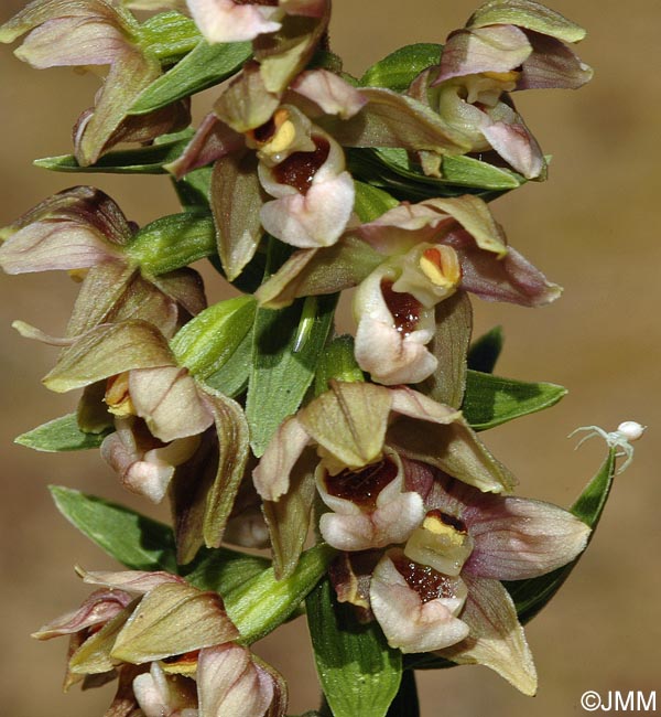 Epipactis helleborine var. orbicularis