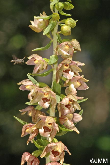 Epipactis helleborine var. orbicularis