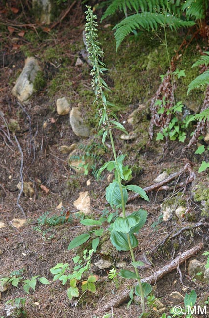 Epipactis helleborine var. orbicularis