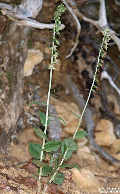 Epipactis helleborine var. orbicularis