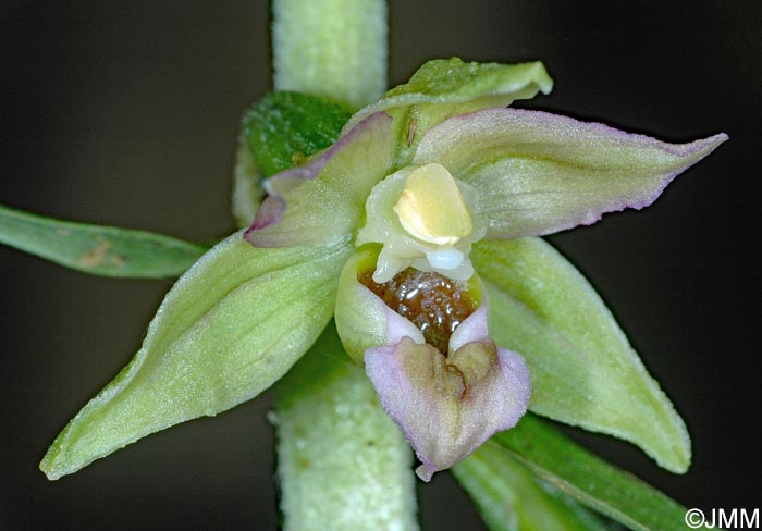 Epipactis helleborine var. orbicularis