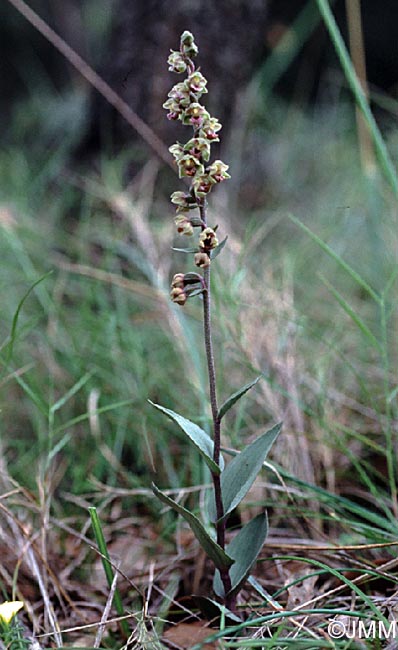 Epipactis kleinii