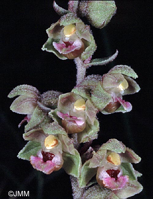 Epipactis kleinii