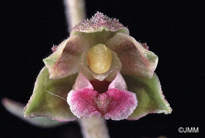 Epipactis kleinii