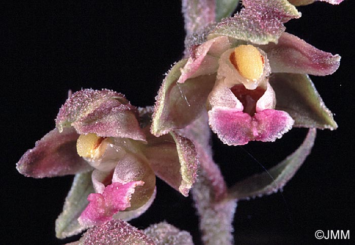 Epipactis kleinii