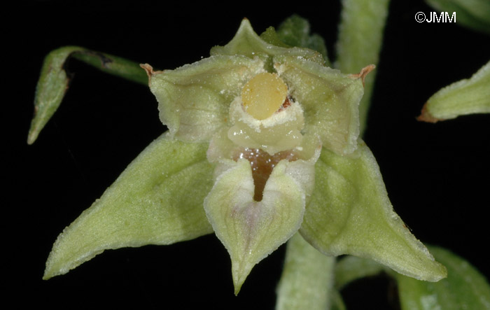 Epipactis leptochila