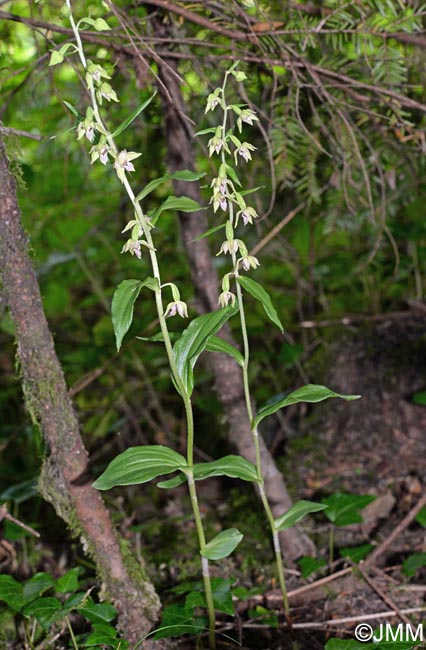 Epipactis leptochila