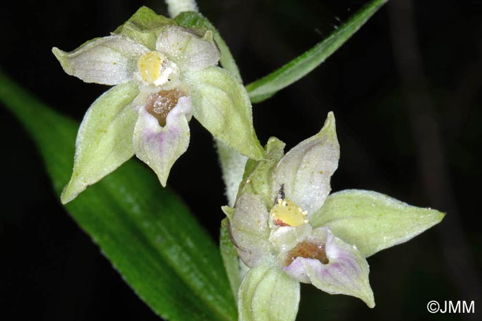 Epipactis leptochila