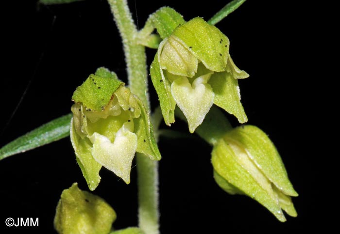 Epipactis leptochila var. leptochila f. altensteiniana