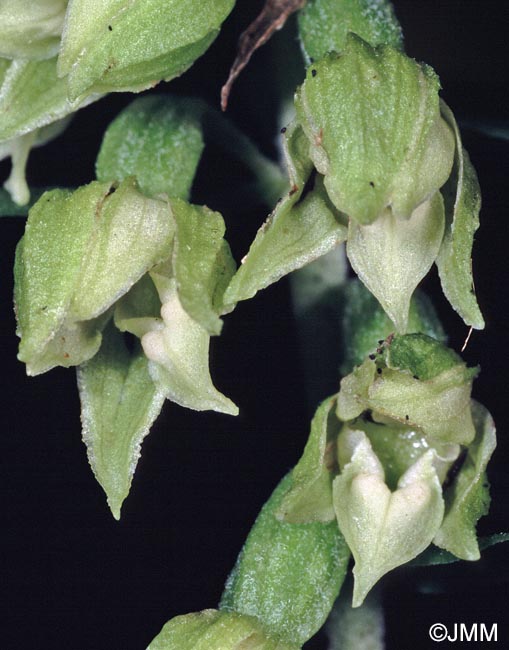 Epipactis leptochila var. leptochila f. altensteiniana