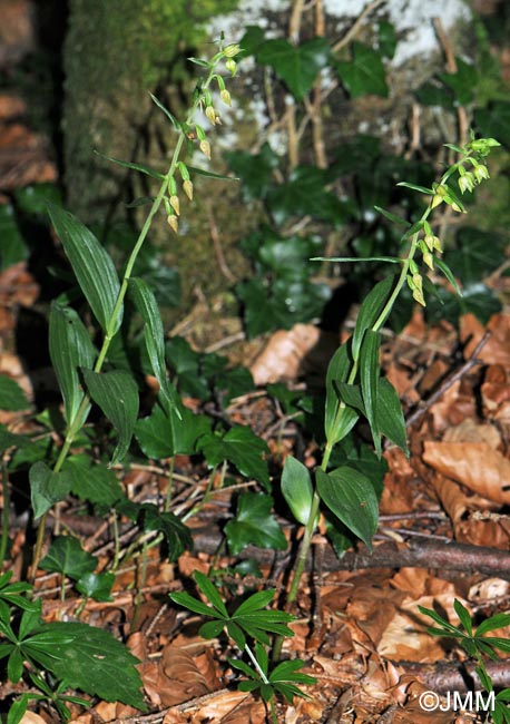 Epipactis leptochila var. leptochila f. altensteiniana