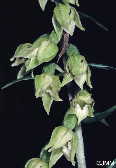 Epipactis leptochila var. leptochila f. altensteiniana