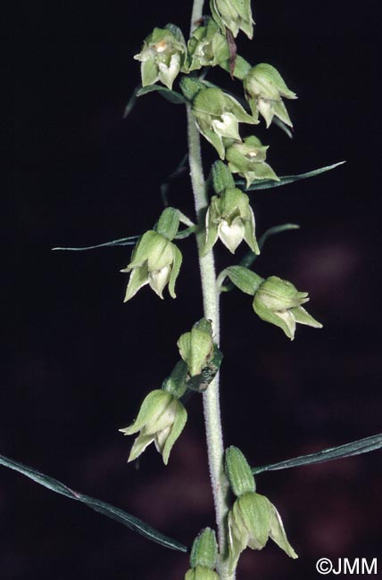 Epipactis leptochila var. leptochila f. altensteiniana