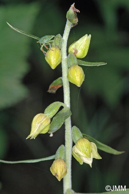 Epipactis leptochila var. leptochila f. altensteiniana