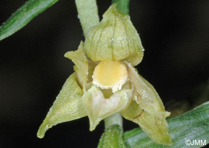 Epipactis leptochila var. leptochila f. altensteiniana