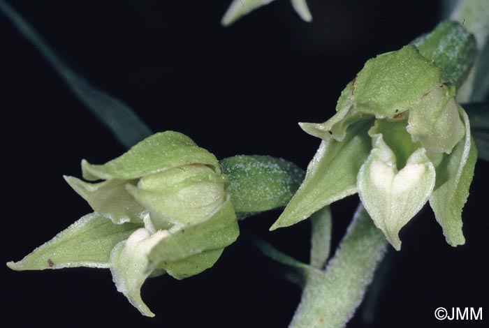 Epipactis leptochila var. leptochila f. altensteiniana