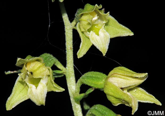 Epipactis leptochila var. leptochila f. altensteiniana