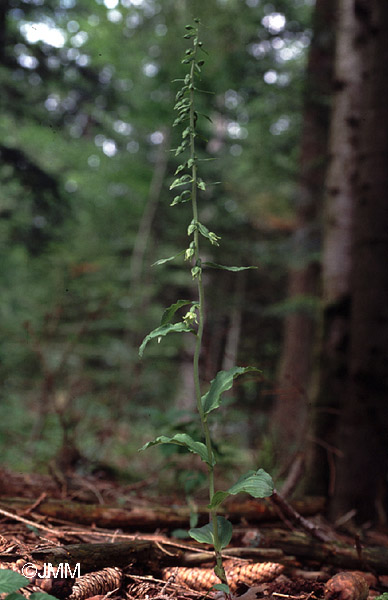 Epipactis leptochila