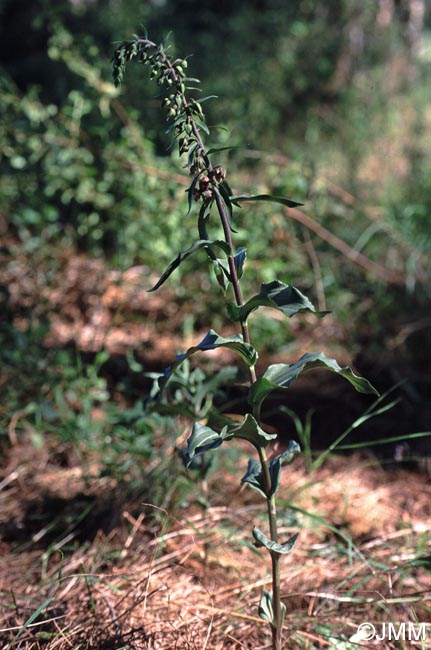 Epipactis lusitanica