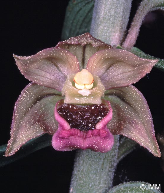 Epipactis lusitanica