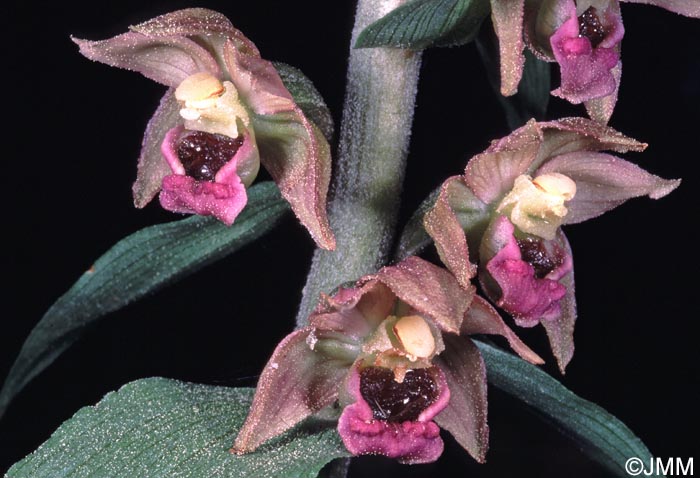 Epipactis lusitanica