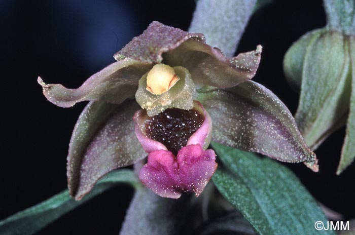 Epipactis lusitanica