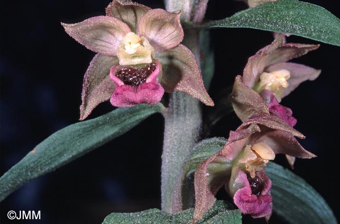 Epipactis lusitanica