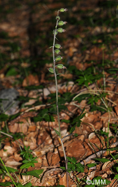 Epipactis microphylla