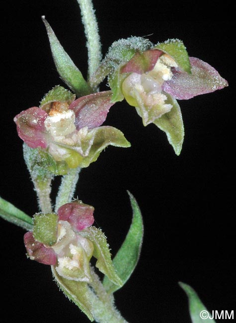 Epipactis microphylla