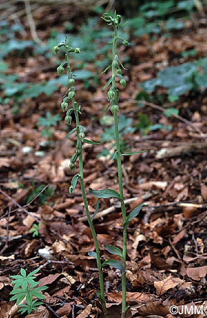 Epipactis microphylla