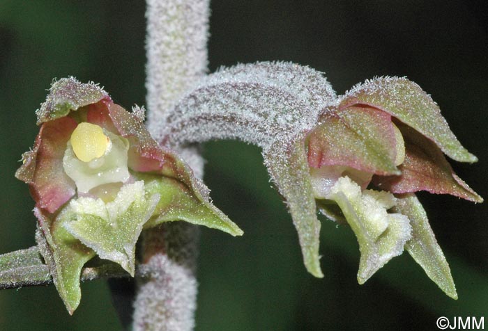 Epipactis microphylla