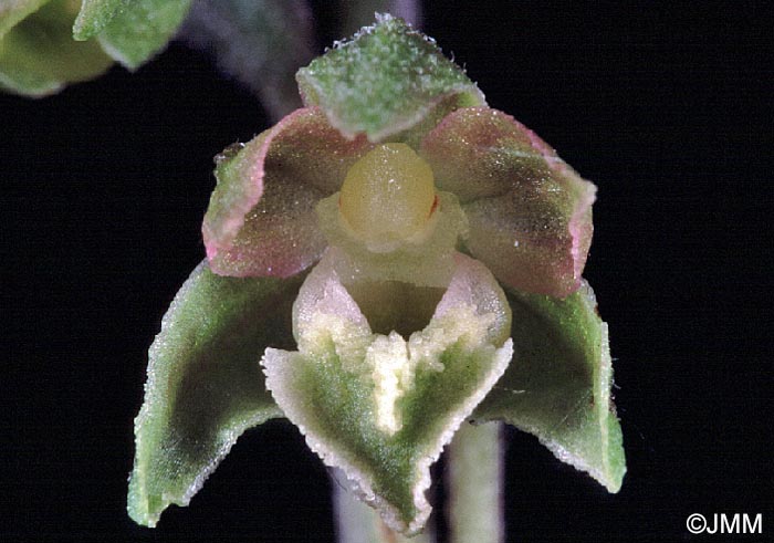 Epipactis microphylla