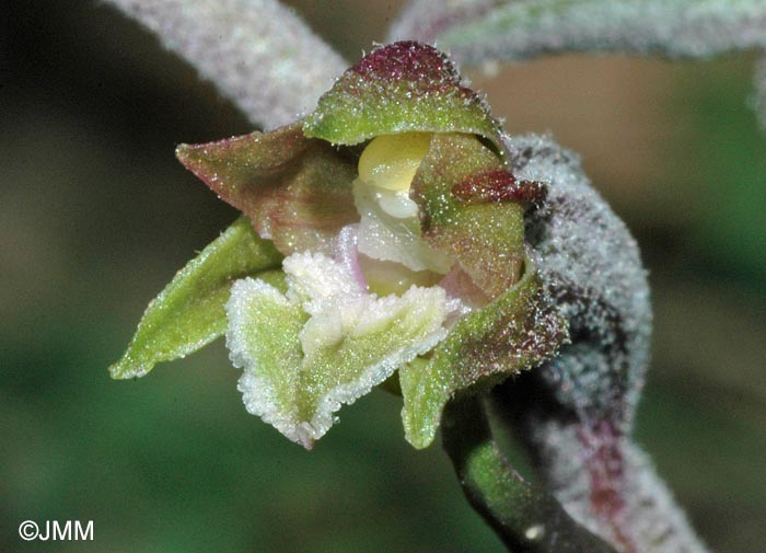 Epipactis microphylla