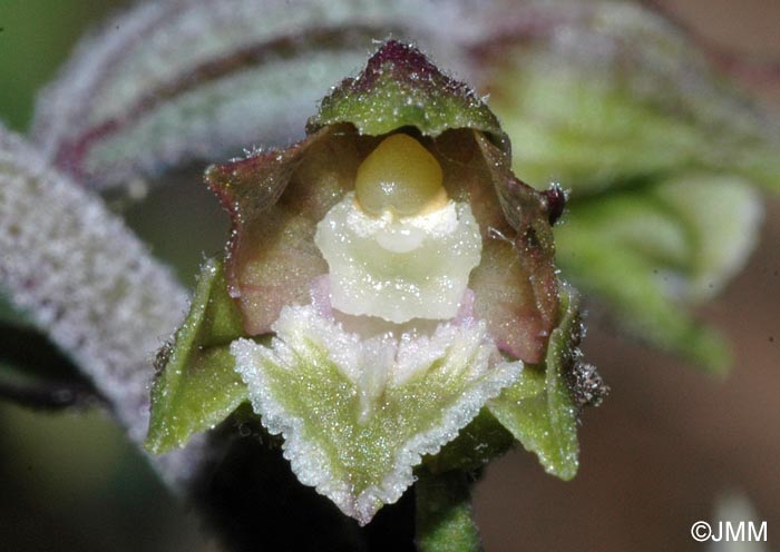 Epipactis microphylla