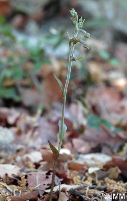 Epipactis microphylla