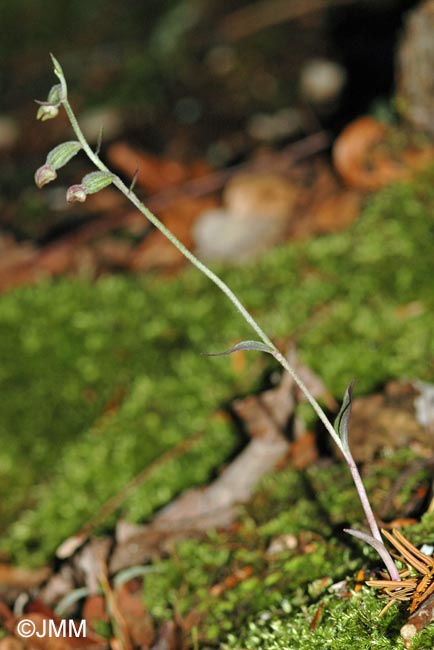 Epipactis microphylla